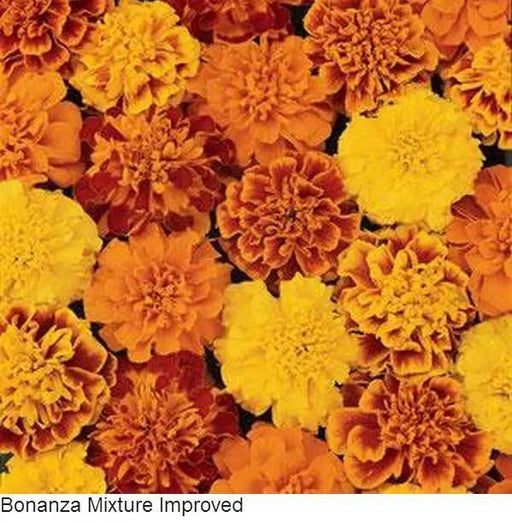 Marigold French Bonanza Mix Flower Seeds