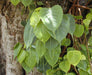 Ficus religiosa (Qg) Seeds - CGASPL