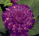 Gomphrena Buddy Purple Flower Seeds