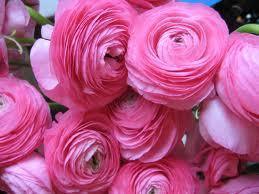 Ranunculus Pink Color Flower Bulbs (Pack of 6 Bulbs) - CGASPL