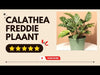 Calathea Freddie for sale 