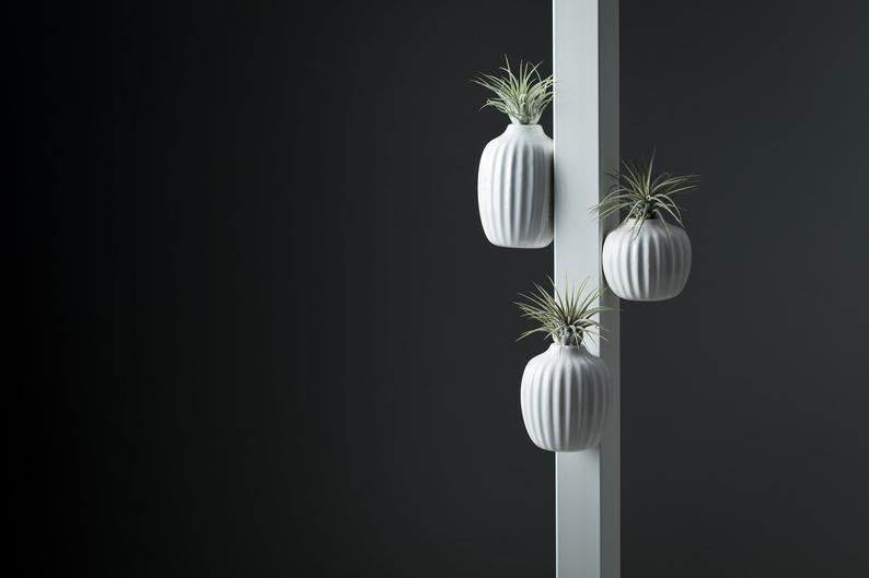 LiveTrends Life Magnetic Essentials Air Plant (Only 1 qty)