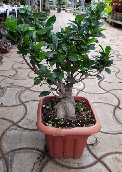 Ficus Ginseng Bonsai Live Plant