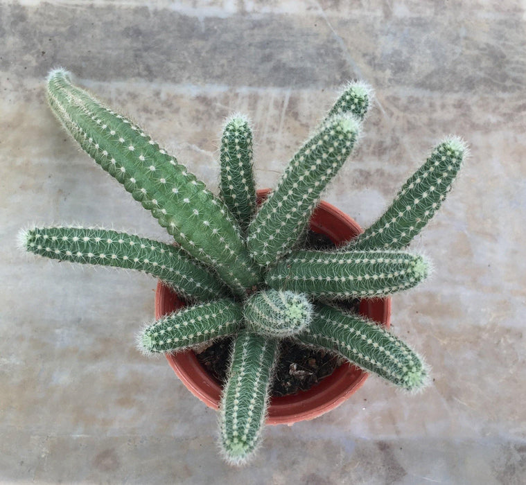 Echinopsis Chamaecereus Non-Grafted Small Cactus - CGASPL