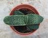 Gasteria Little Warty Small Succulent Plant - CGASPL