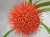 Haemanthus Football Lily Flower Bulbs (Pack of 6) - CGASPL