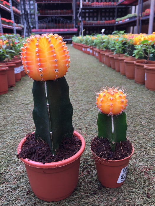 Vibrant Orange Top Cactus Small & Lively Indoor Plant
