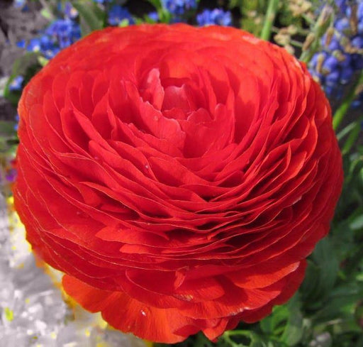 Ranunculus Red Color Flower Bulbs (Pack of 6 Bulbs) - CGASPL