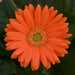 Gerbera Mega Revolution Orange Light Eye Flower Seeds