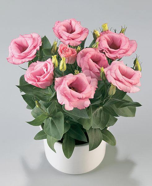 Lisianthus (Eustoma) Rosie Pink Flower Seeds