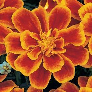 Marigold French Durango Flame Flower Seeds