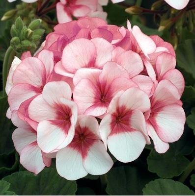 maverick geranium seeds Geranium Maverick Star Flower Seeds – ChhajedGarden.com