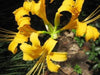 Lycoris Aurea Yellow Flower Bulbs (Pack of 6) - CGASPL