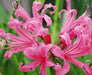 Nerine Lily Pink Flower Bulbs (Pack of 6) - CGASPL