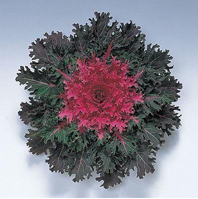 Ornamental Kale Coral Queen Flower Seeds