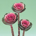 Ornamental Kale Crane Pink Flower Seeds 