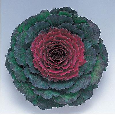 Ornamental Kale Pigeon Purple Seeds