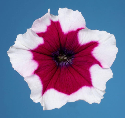 Petunia Single Mf. Celebrity Burgundy Frost Flower Seeds - CGASPL