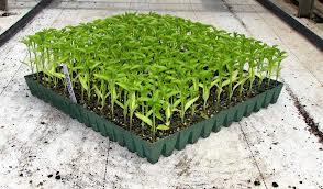 Seedling Tray Round 104 Cells (Reusable) (Pack of 12) - CGASPL