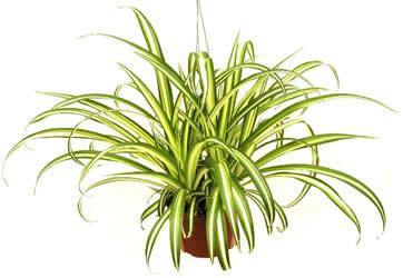 indian spider plant benefits Chlorophytum, Spider Plant - Plant