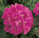 Geranium Maverick Pink | Buy Flower Seeds Online in India