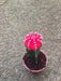 Red Moon Cactus Plant Lush Indoor Miniature