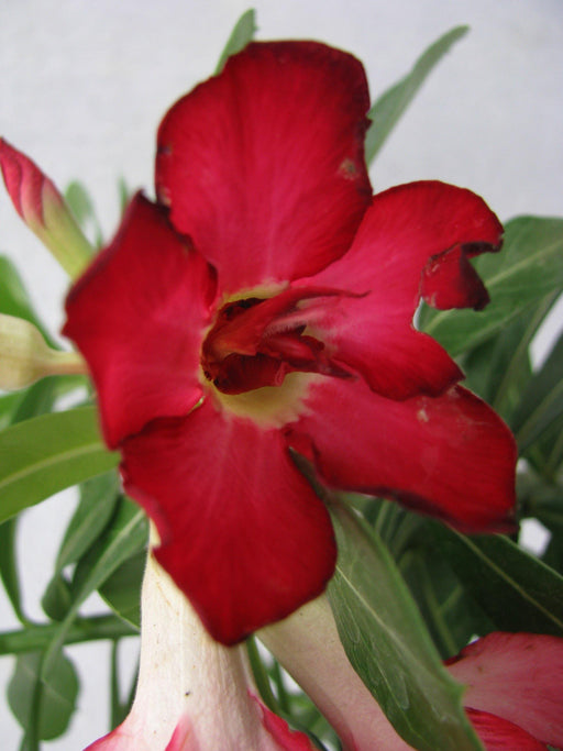 Red Doxon Adenium Single Layer Red Flower Plant - CGASPL