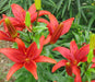 Lilium Oriental Emprier Red Flower Bulbs (Pack of 10) - CGASPL