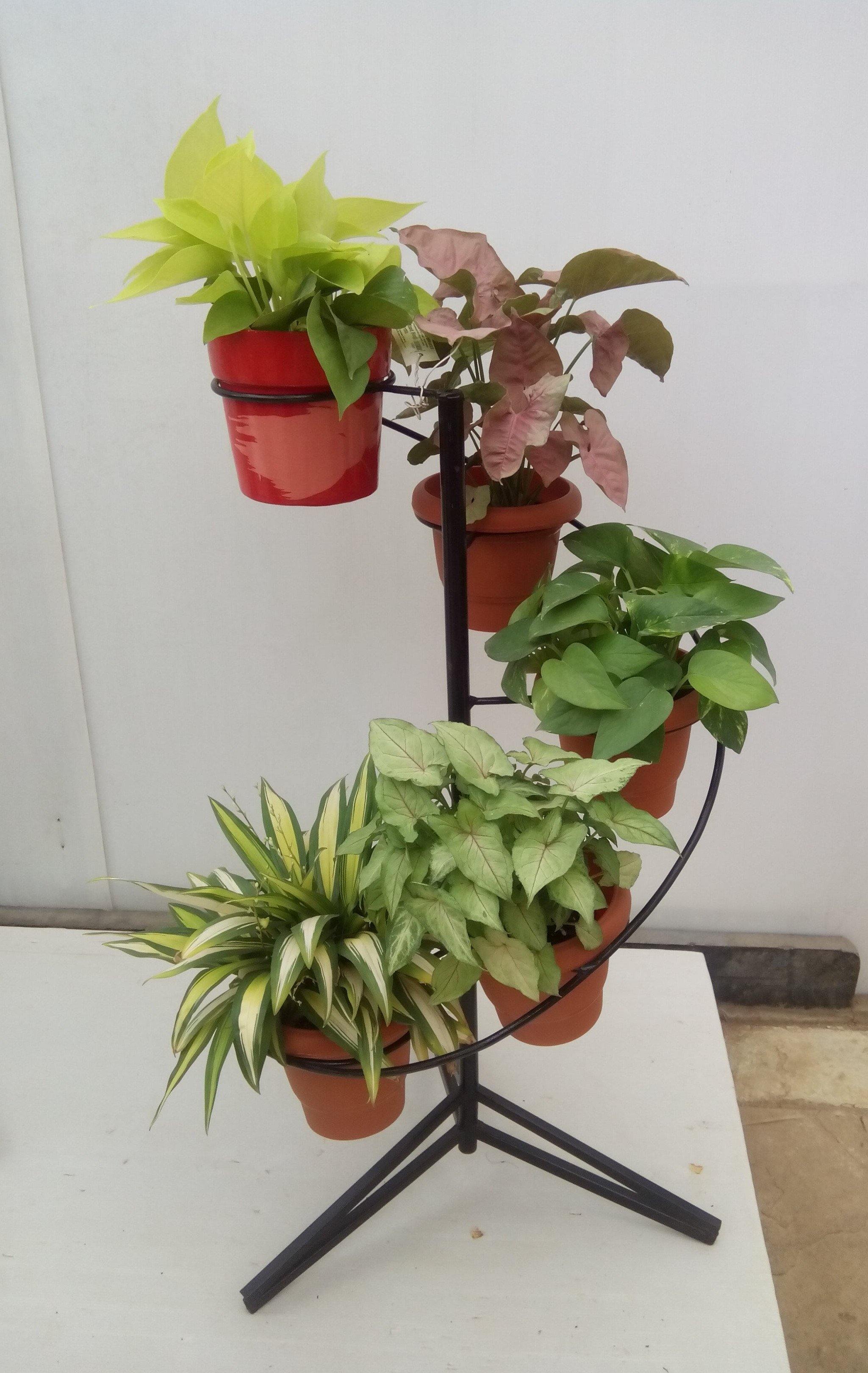 spiral plant stands indoor 5 Pot Spiral (Ring) Pot Stand