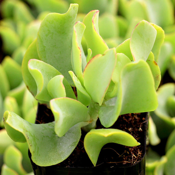 Crassula Arborescens - Ripple Jade Succulent Plant