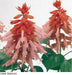 Salvia Vista Salmon | Buy Imported Flower Seeds Online in India