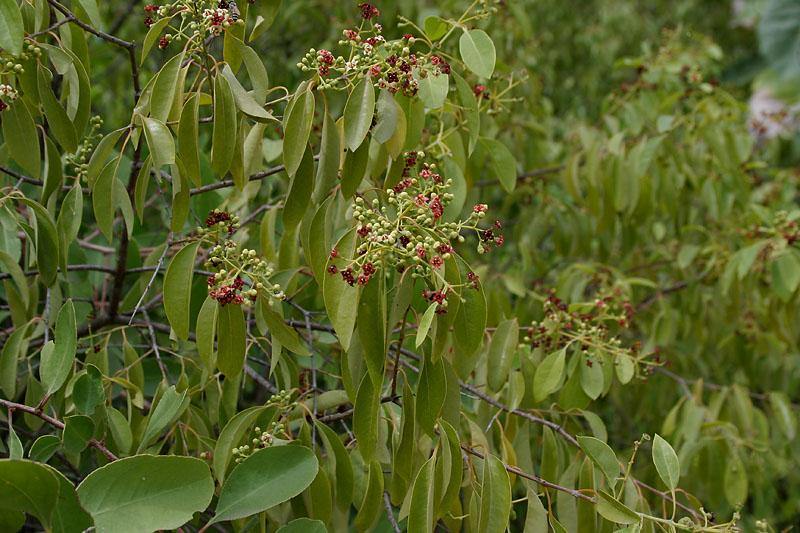 sandalwood plant seeds Santalum album Seeds ,Indian Sandalwood seeds