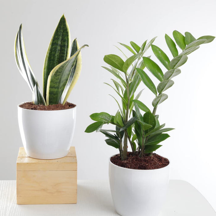 Air Purifying Combo of Snake Plant & ZZ Plant For Home & Indoor plant in Plastic Pots