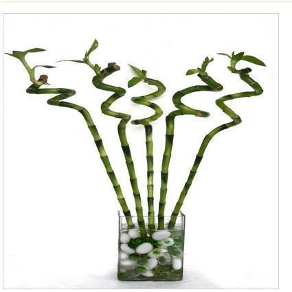 60-70 cm Spiral Stick Lucky Bamboo (Set of 3 Sticks) - CGASPL