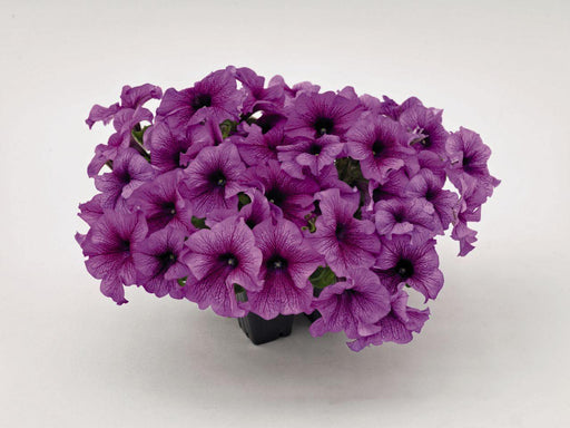 Petunia Success 360Â° Purple Vein Flower Seeds