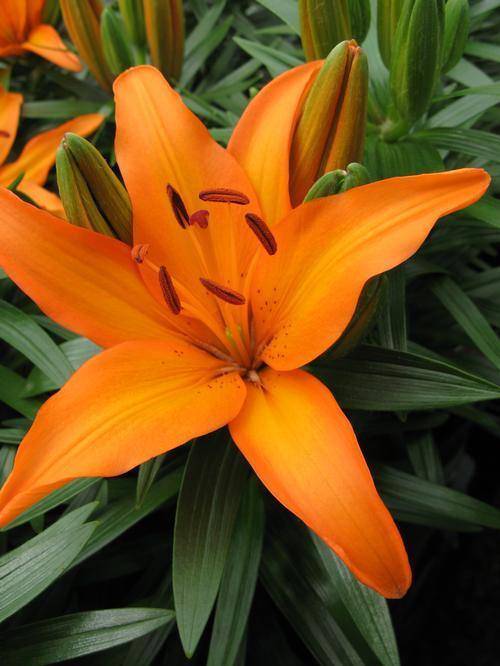tiny skyline asiatic lily Lilium Asiatic Tiny Skyline Orange Flower Bulbs (Pack of 10) –  ChhajedGarden.com