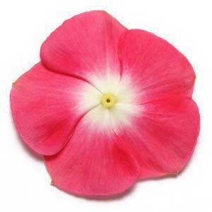 Vinca Pacifica Cherry Red Halo Flower Seeds