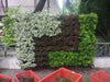 Vertical Garden, Wall Garden Panel Yellow (1 Frame + 3 Pots) - CGASPL