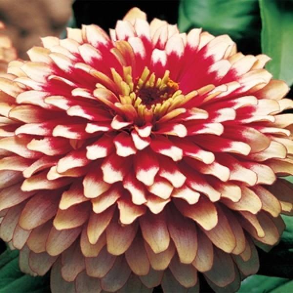 Zinnia Swizzle Cherry & Ivory Flower Seeds | Buy Online India