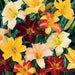 Day lily Mixed Flower Bulbs (Pack of 6) - CGASPL