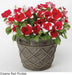 Petunia Gf. Dreams Red Picotee | Shop Petunia Flower Seeds Online