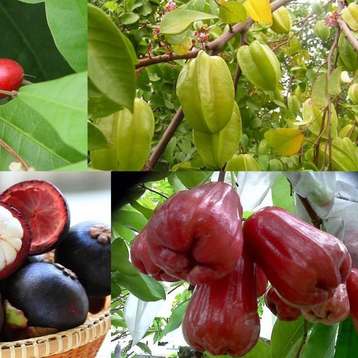 Exotic Fruit Plants Easily Found in India - CGASPL