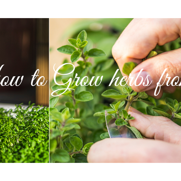 Let's Learn How To Grow Herbs from Seeds - CGASPL