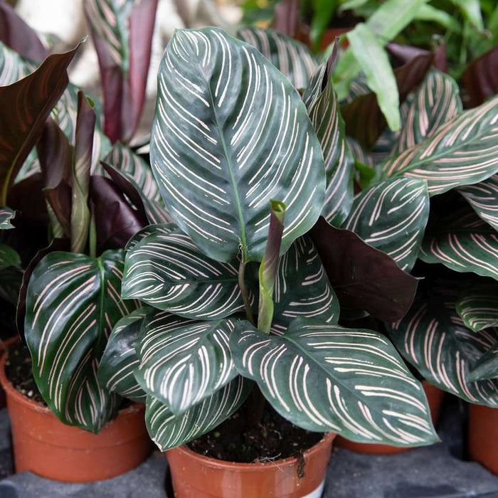 care for Calathea Plants