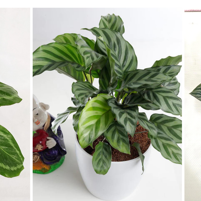 How to care for Calathea Plants