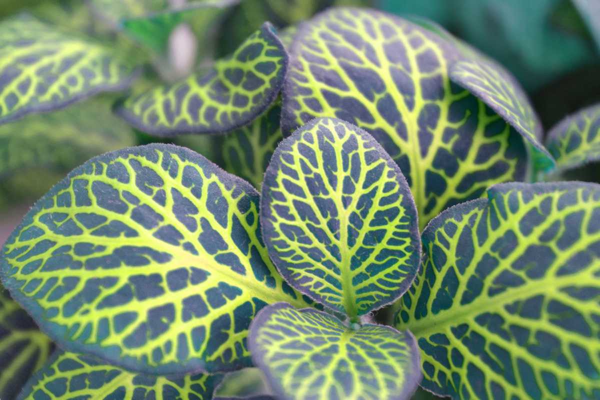 Everything you should know about Fittonia Plants – ChhajedGarden.com