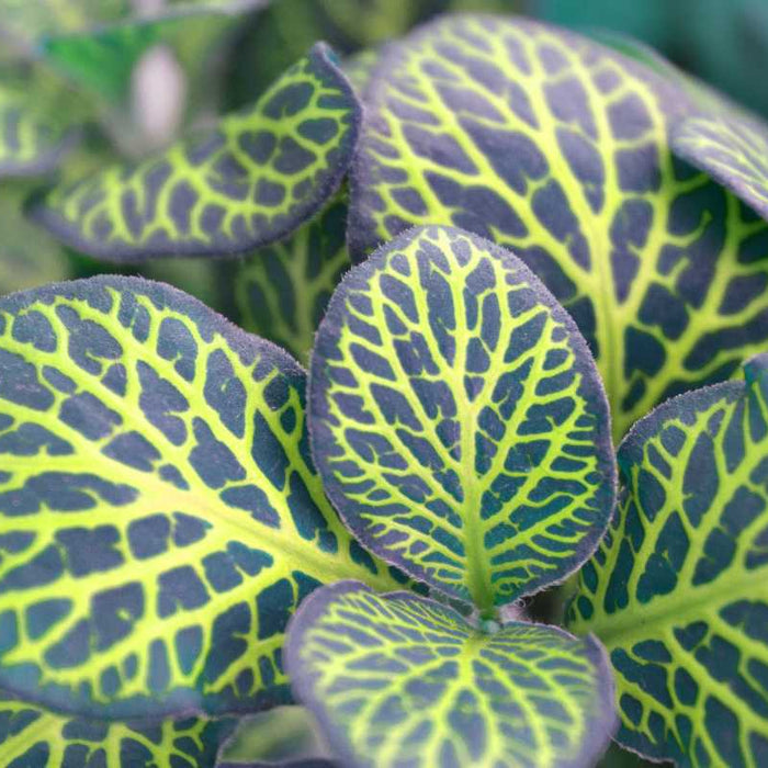 Everything you should know about Fittonia Plants
