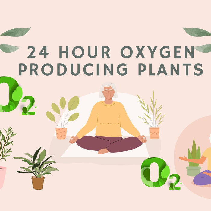 Plants That Produce Oxygen 24 Hours