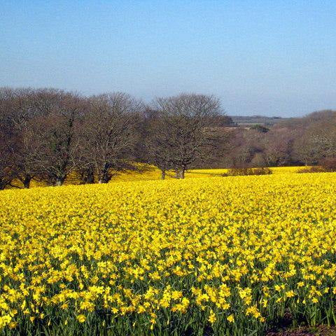 Flower Bulbs Planted During Winters In India - CGASPL