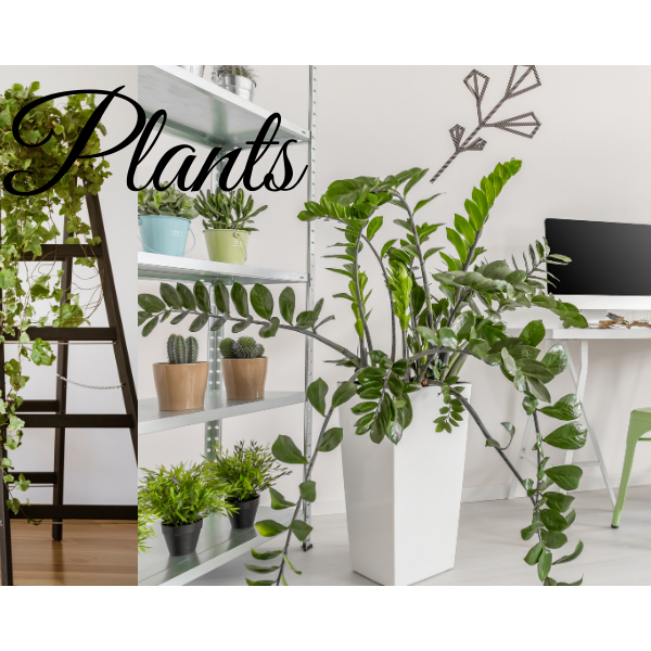 Top 15 Office Plants - CGASPL